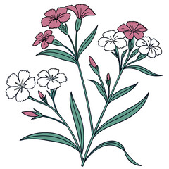 dianthus barbatus vector