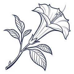 datura inoxia with leaves