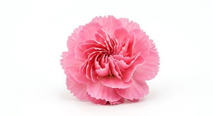 Close-up of a pink carnation flower with ruffled petals on a white background.