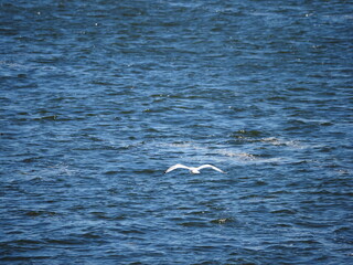Seagull flying over blue water