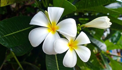 Fototapeta premium Close-up of white flowers (2)
