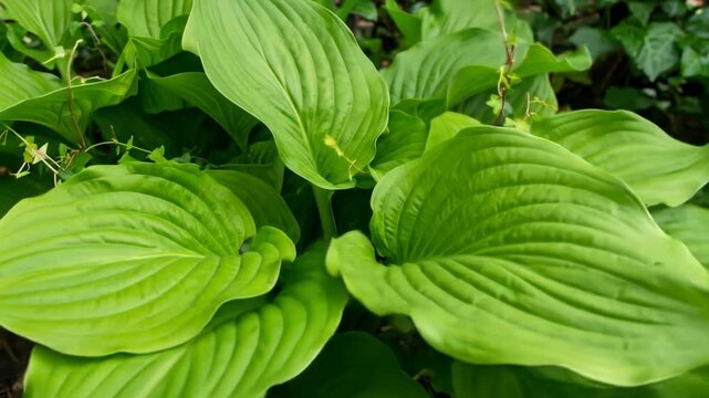 Lush greenery bright green hosta leaves with textured surface fill the frame