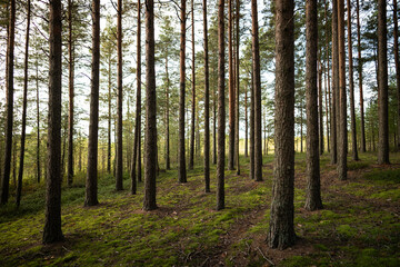 Thick coniferous woods with exposed trunks stand closely. Forest floor with pine trees, untouched woodland area, natural pine thicket, wild forest reservoir, remote grove, undisturbed ecosystem