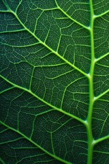 Detailed Leaf Veins - A Macro View of Natures Intricate Design.