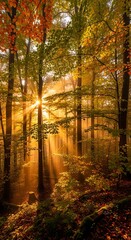 Obraz premium Golden sunlight streams through a vibrant autumn forest, illuminating the trees and leaves with warm hues.