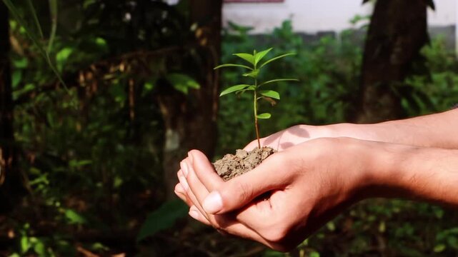 Close-up of Human Hands Holding a Small Green Plant Seedling and Soil Outdoors, Symbolizing Growth and Nature Conservation