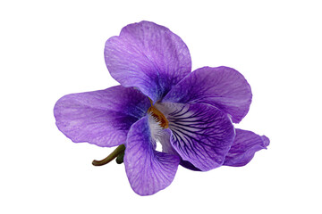 Obraz premium a purple flower with a white background