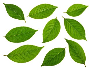 Naklejka premium Fresh green leaves arranged