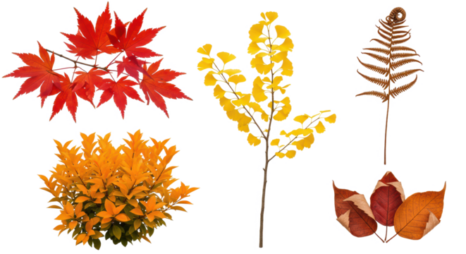 Autumn leaves collection with transparent background: red maple, yellow ginkgo, brown fern, orange gradient foliage