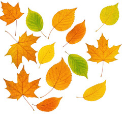 Fototapeta premium Scattered autumn leaves isolated on transparent background