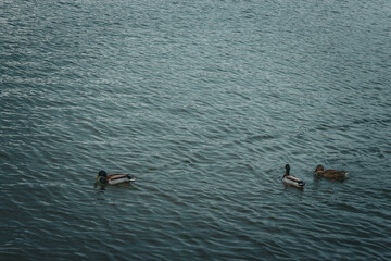 Ducks in the water