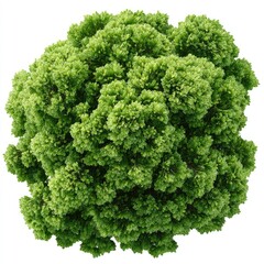 Green Fluffy Plant