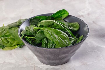 Raw green baby spinach plant