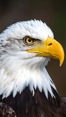 Obraz premium Close-up portrait of an eagle (1)