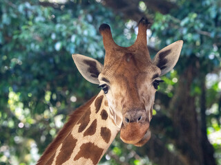 Closeup of a Giraffe's Head Chewing Food in Natural Habitat