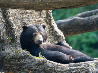 Black Bear Relaxing and Lying on a Rock While Sunbathing in Nature