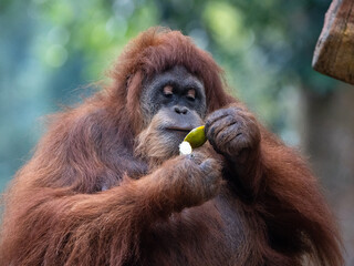 Orangutans are Busy Eating and Chewing Fresh Tropical Fruit in the Wild