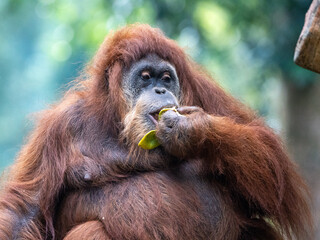 Orangutans are Busy Eating and Chewing Fresh Tropical Fruit in the Wild