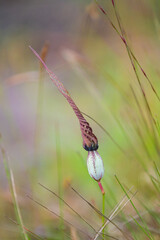 close up small grass flower with blur background