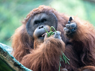 Closeup of a Bornean Orangutan Eating and Holding Fresh Green Vegetables in the Wild