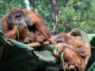 Group of Orangutans Eating Vegetables Together While Sitting on a Rock Surrounded by Trees in the Wild