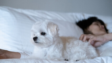 Maltese dog resting on the bed with a person’s hand nearby, showing warmth and companionship.