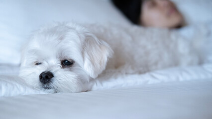 Fluffy Maltese lying on the bed close to a person, looking calm, sleepy, and affectionate.