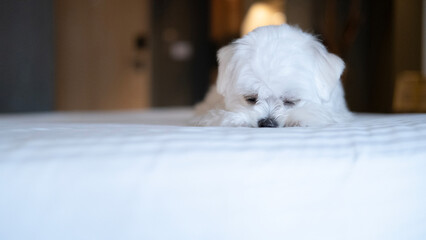 Sweet white Maltese puppy resting its head down on the bed, appearing sleepy and peaceful.