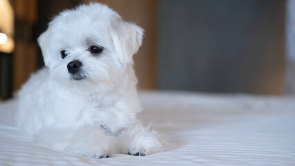 Adorable Maltese puppy turning its head slightly, showing a curious and gentle expression on the bed.