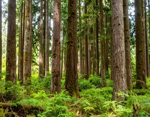 Obraz premium Lush forest floor with towering trees