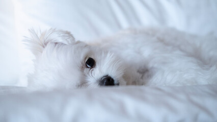 Close-up of a fluffy white Maltese snuggled into a pillow, one eye peeking out sweetly.