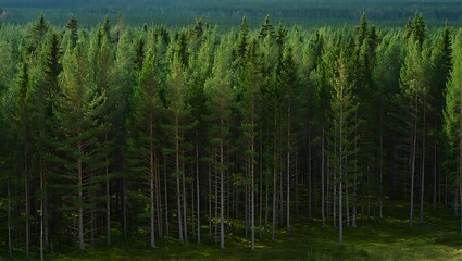 Obraz premium Evergreen trees in dense forest nature landscape
