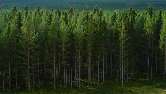 Evergreen trees in dense forest nature landscape