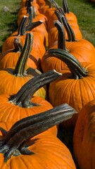 USA, Halloween, citrouilles de toutes les couleurs et formes