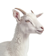 Close-up of white goat with horns, domestic goat farming concept, isolate on transparent white background