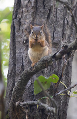 Fototapeta premium Pretentious squirrel
