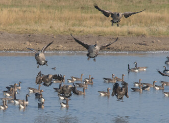 Canada geese land amongst other geese