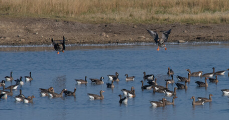 Specks cupped over water