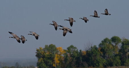 Canada geese flying in formation