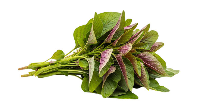 Freshly harvested vibrant amaranth leaves with deep green and purple hues, perfect for healthy culinary creations and vibrant food styling projects.