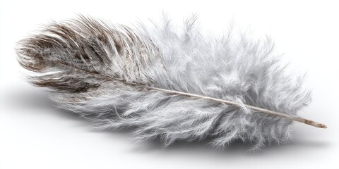 Obraz premium Soft White Feather