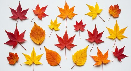 鮮やか紅葉 秋葉散る 白背景 上品な色彩. AI Generated