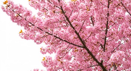 Fototapeta premium 満開の桜並木 柔らかな春の光浴びて輝きを増す. AI Generated