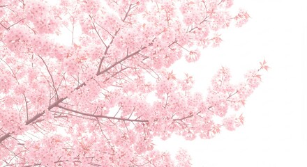 淡いピンクの桜満開 春の光優しく包む (Awai pinku no sakura mankai haru no hikari yasashiku tsutsumu) Translation: Pale pink cherry blossoms in full bloom, spring light gently envelops.. AI Generated