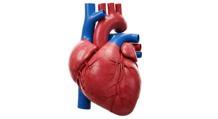 Human Heart Anatomy 3D Render: Realistic Medical Illustration of Cardiovascular System for Education & Healthcare Visuals,
Isolated on White Background, PNG
