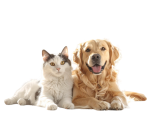 Adorable Cat and Dog Best Friends Portrait
