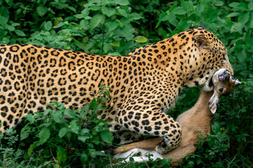 a male leopard carrying a nilgai fawn after the hunt