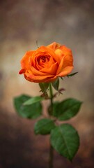 Naklejka premium Close-up of an orange rose