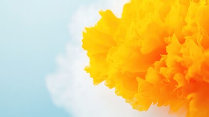 Yellow Marigold Flower Closeup with Sky Background
