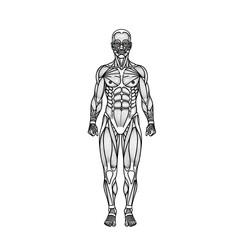 Obraz premium Anatomy Illustration Showing Human Muscular System